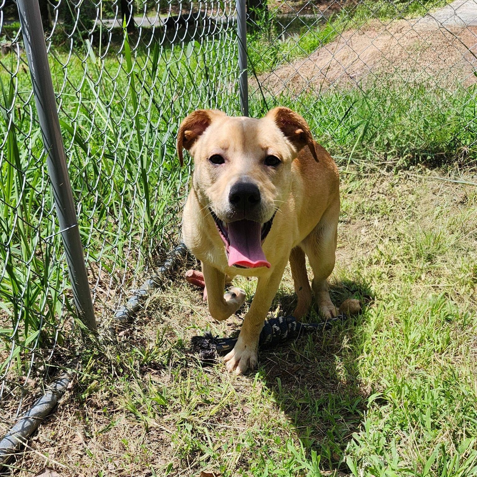 BANANA ANNA, a ADOPTABLE mixed breed in Chicopee, MA image 5/5