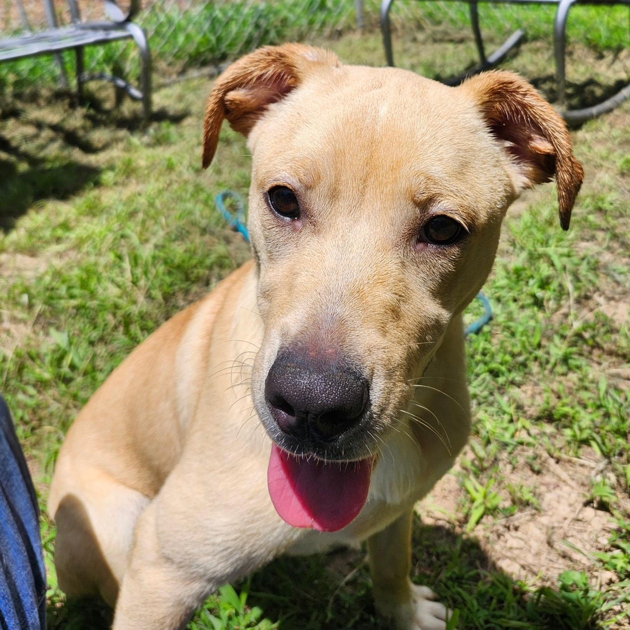 BANANA ANNA, a ADOPTABLE mixed breed in Chicopee, MA image 2/5