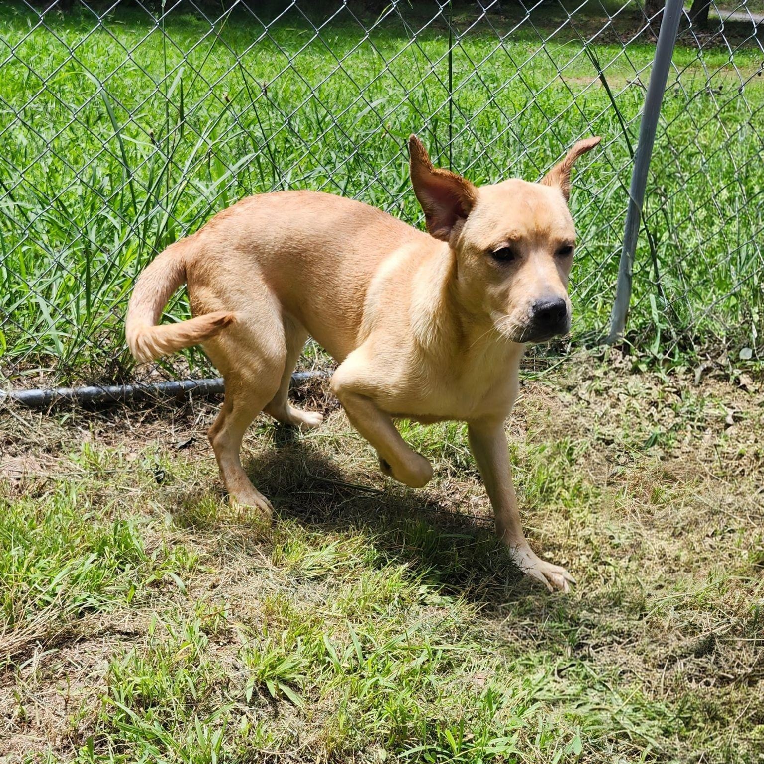 BANANA ANNA, a ADOPTABLE mixed breed in Chicopee, MA image 4/5
