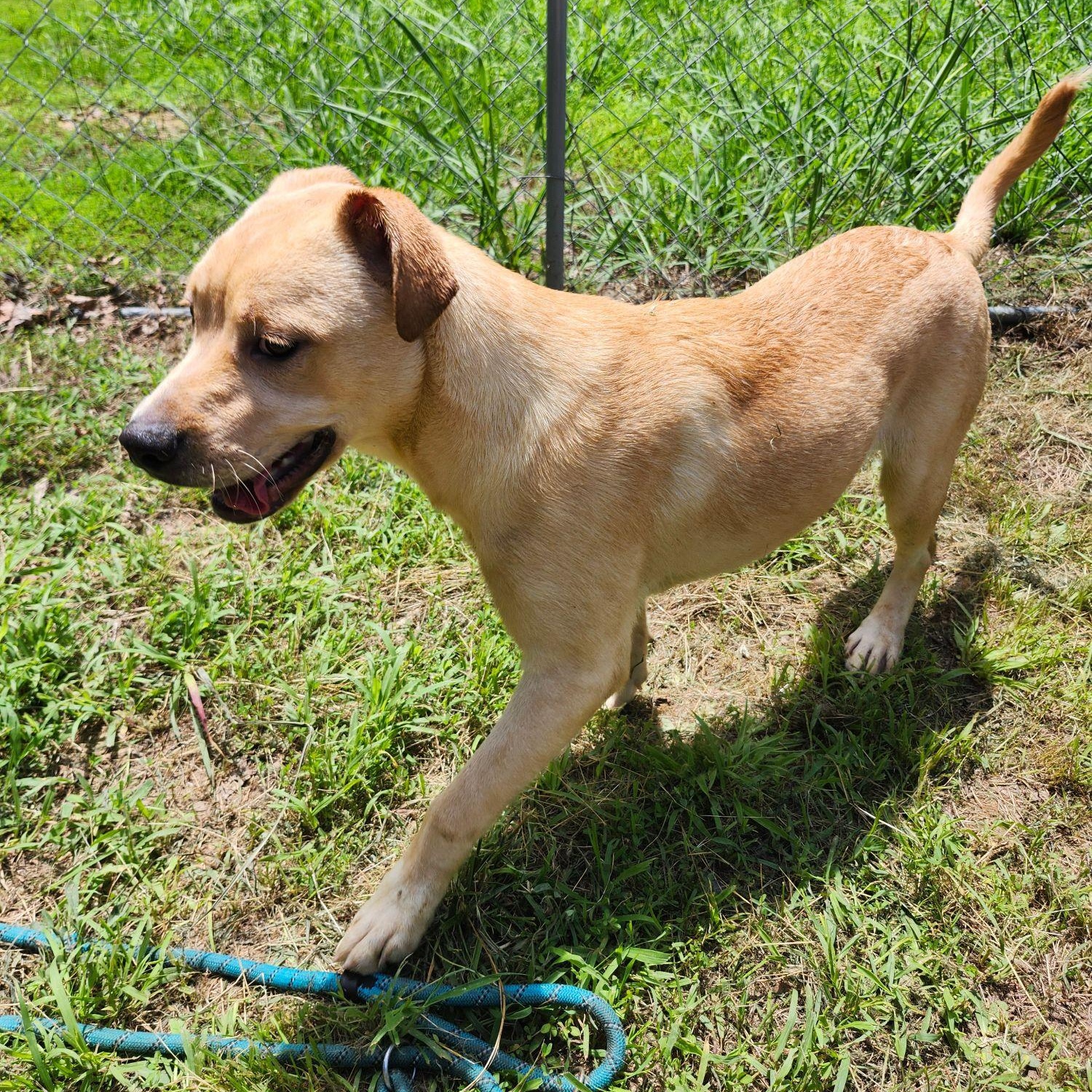 BANANA ANNA, ADOPTABLE, Young Female Labrador Retriever & Terrier.