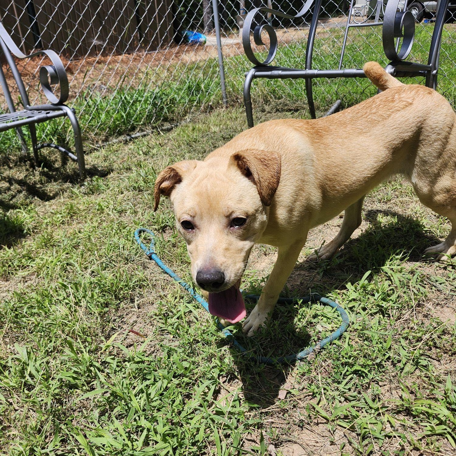 BANANA ANNA, a ADOPTABLE mixed breed in Chicopee, MA image 3/5