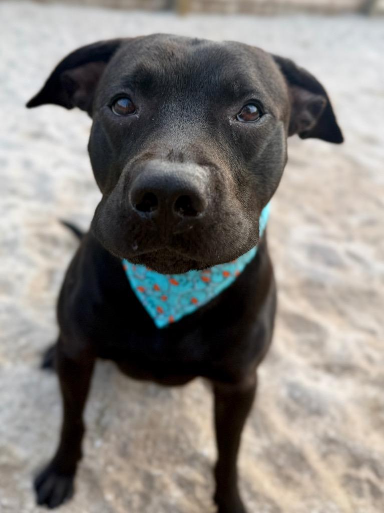 Duncan, Adoptable, Young Male Mixed Breed.