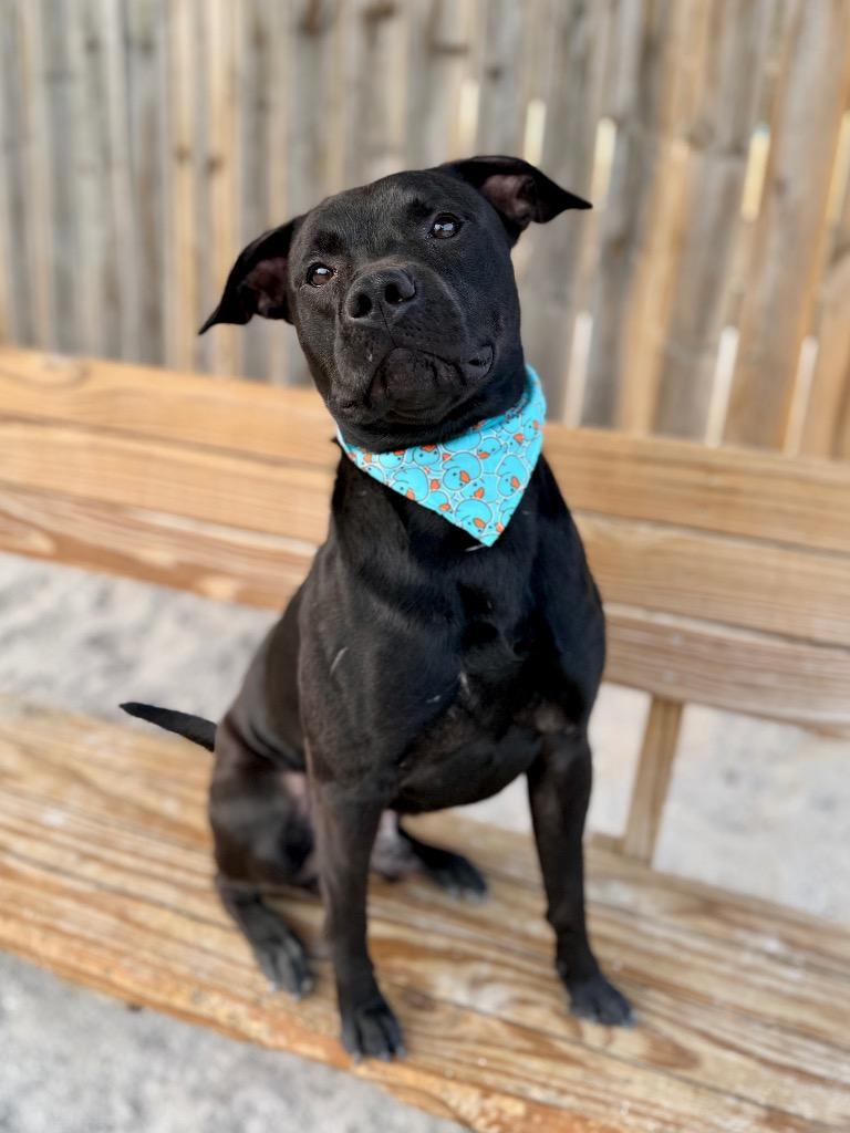 Enlarge Duncan, a Adoptable Mixed Breed in Muskegon, MI image 2/4