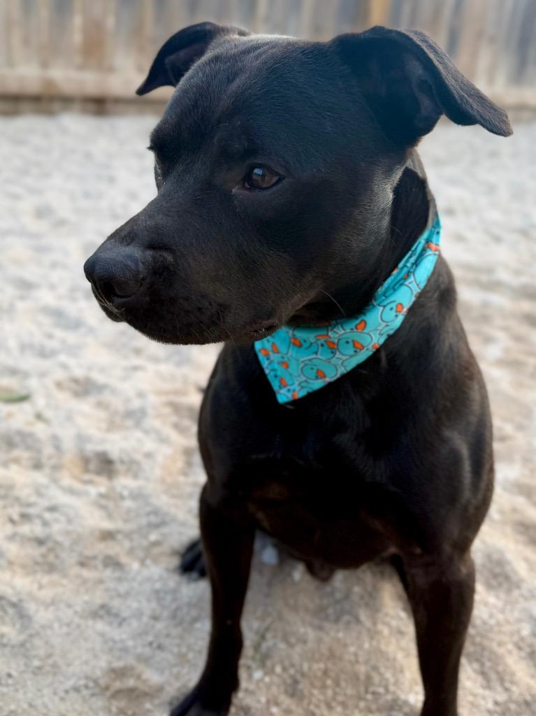 Enlarge Duncan, a Adoptable Mixed Breed in Muskegon, MI image 3/4