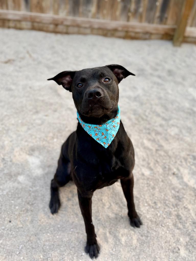 Enlarge Duncan, a Adoptable Mixed Breed in Muskegon, MI image 4/4