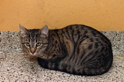 Scarecrow, Adoptable, Adult Female Domestic Short Hair & Domestic Short Hair.