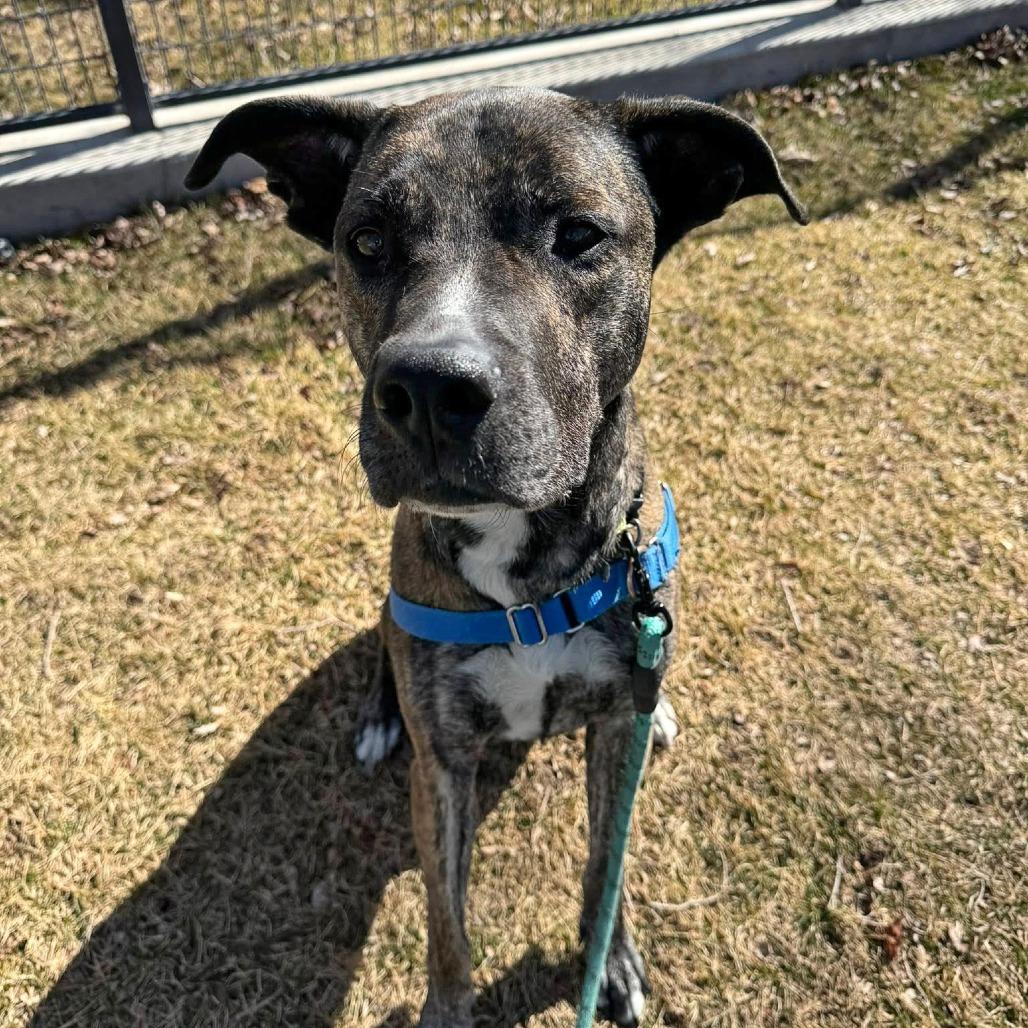 Rhea, Adoptable, Adult Female Mixed Breed.