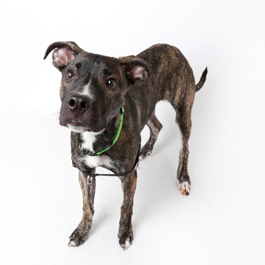 Rhea, Adoptable, Adult Female Mixed Breed.
