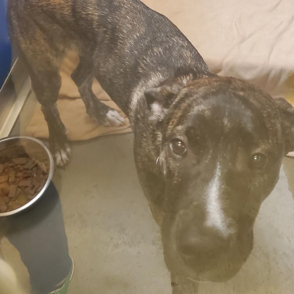 Rhea, a Adoptable Mixed Breed in Murray, UT image 2/2