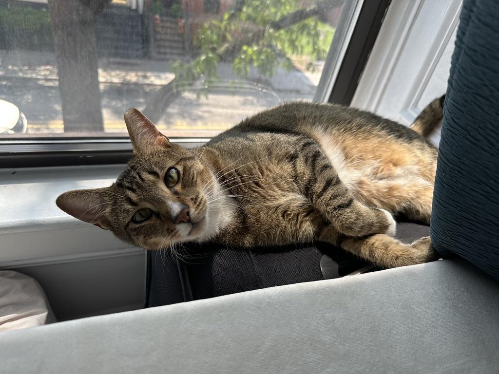 Enlarge Bagel, a ADOPTABLE Domestic Short Hair in Weehawken, NJ image 5/6
