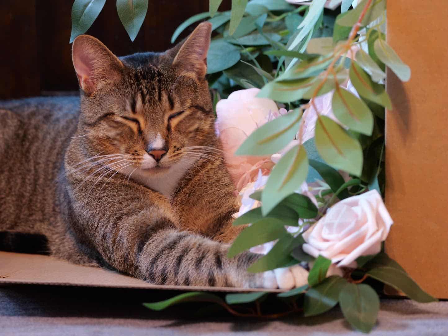 Enlarge Bagel, a ADOPTABLE Domestic Short Hair in Weehawken, NJ image 4/6