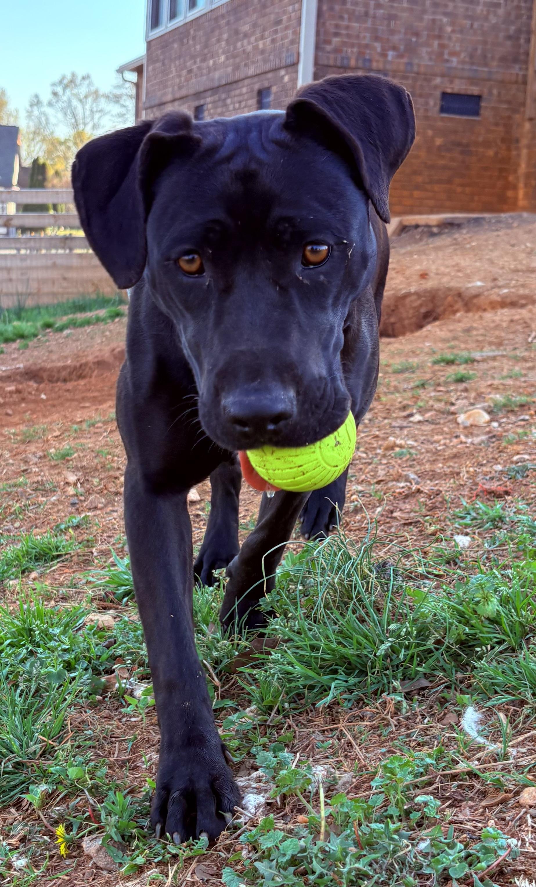 Gretel, ADOPTABLE, Young Female Black Labrador Retriever & Chihuahua.