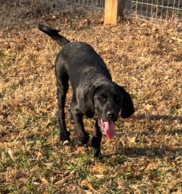 Gretel, a ADOPTABLE mixed breed in Williamston, SC image 2/2