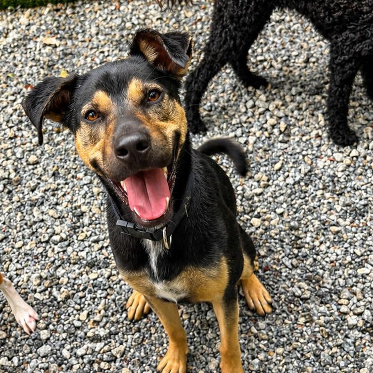 Thor, Adoptable, Young Male Shepherd & Mixed Breed.