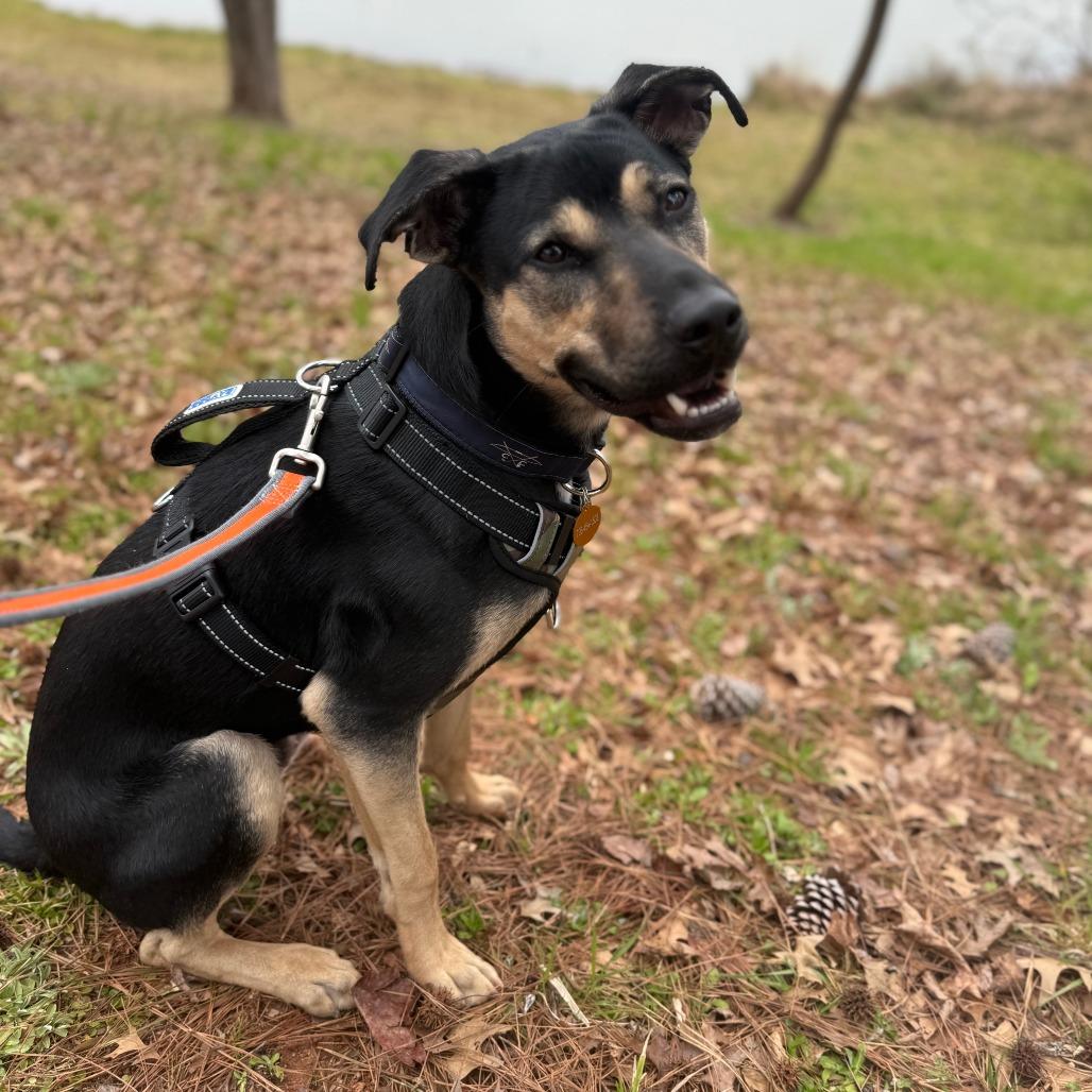 Enlarge Thor, a Adoptable mixed breed in Greensboro, GA image 1/2