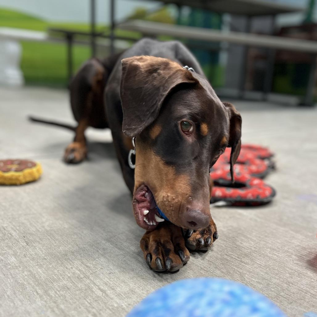 Raditz, a Adoptable Doberman Pinscher in Las Vegas, NV image 2/6