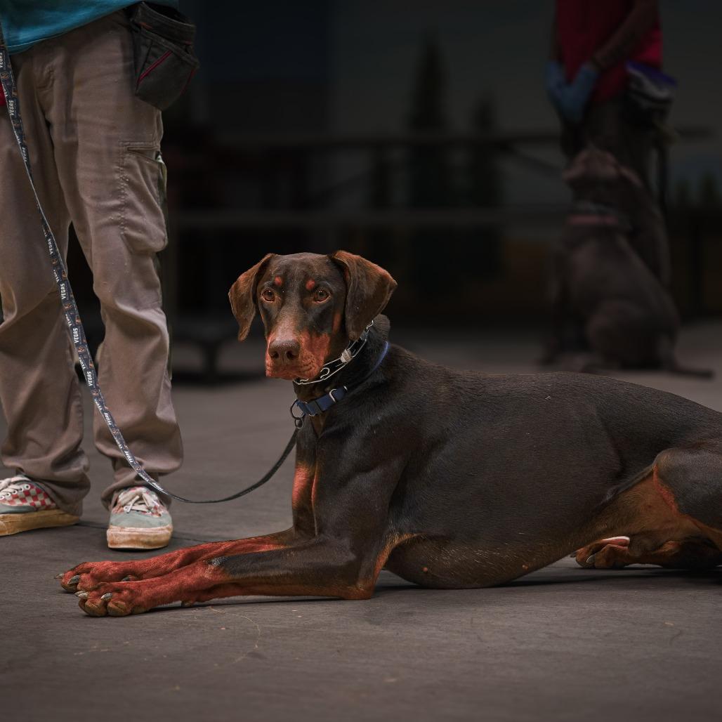 Raditz, a Adoptable Doberman Pinscher in Las Vegas, NV image 3/6