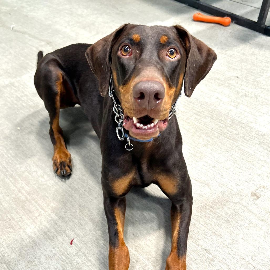 Raditz, a Adoptable Doberman Pinscher in Las Vegas, NV image 4/6
