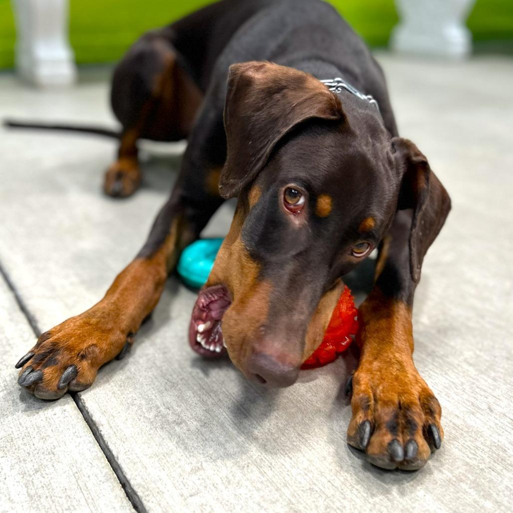 Raditz, a Adoptable Doberman Pinscher in Las Vegas, NV image 5/6
