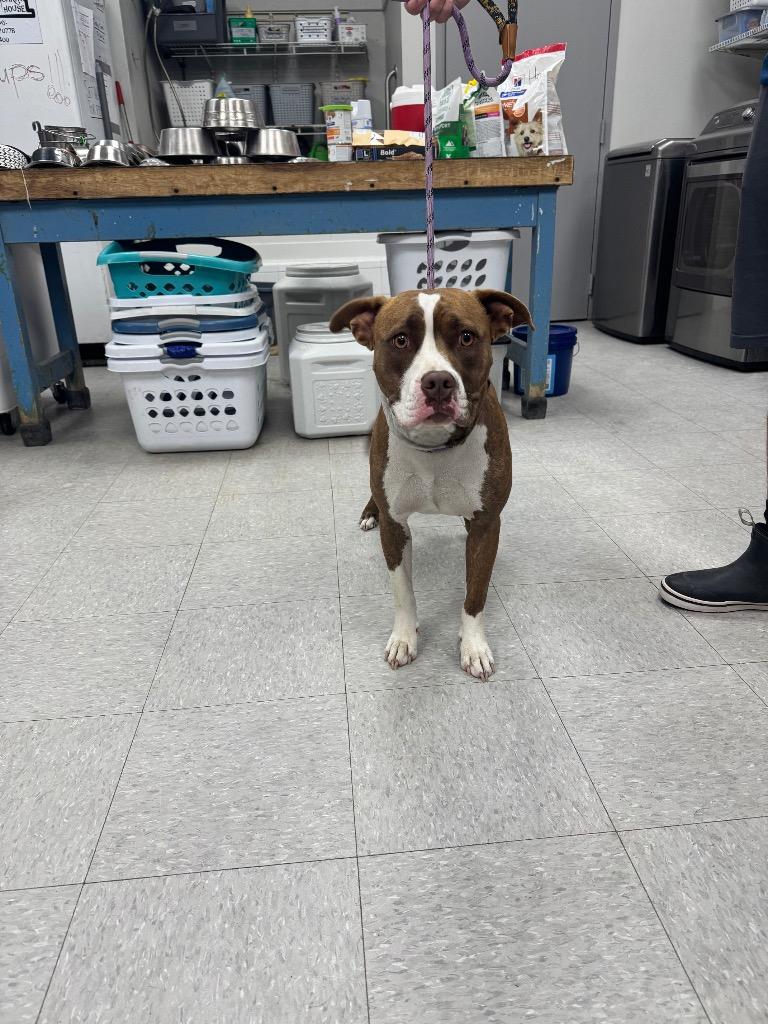 Layla, Adoptable, Young Female Pit Bull Terrier.