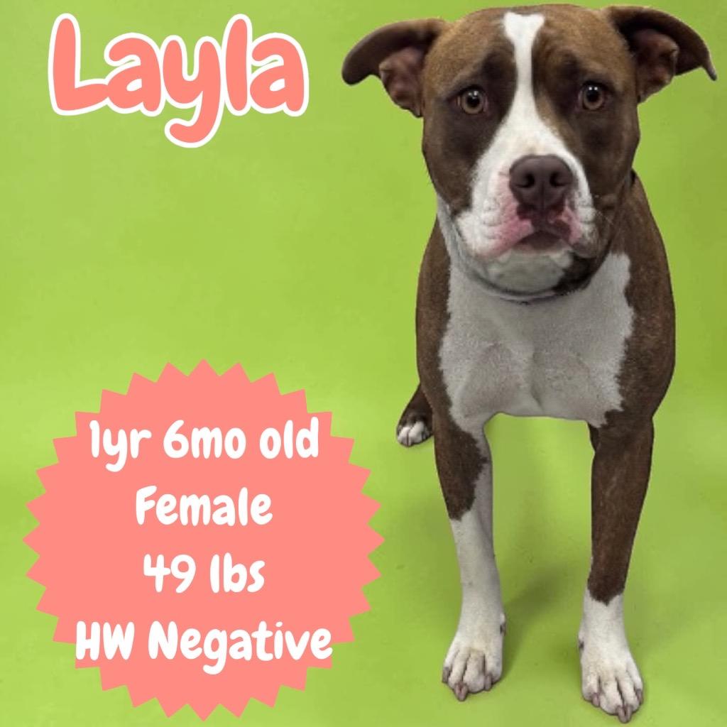Enlarge Layla, a Adoptable Pit Bull Terrier in Sorrento, LA image 2/2