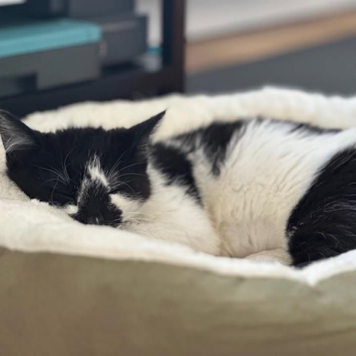 Enlarge Cowbelle, a Adoptable Domestic Short Hair in Brooklyn, NY image 1/6