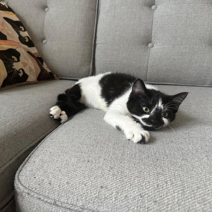 Enlarge Cowbelle, a Adoptable Domestic Short Hair in Brooklyn, NY image 2/6