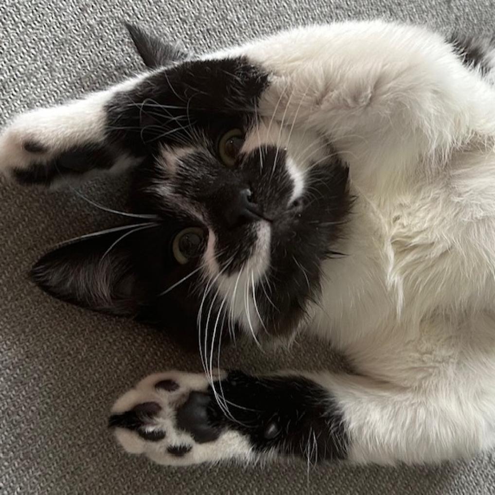 Enlarge Cowbelle, a Adoptable Domestic Short Hair in Brooklyn, NY image 3/6