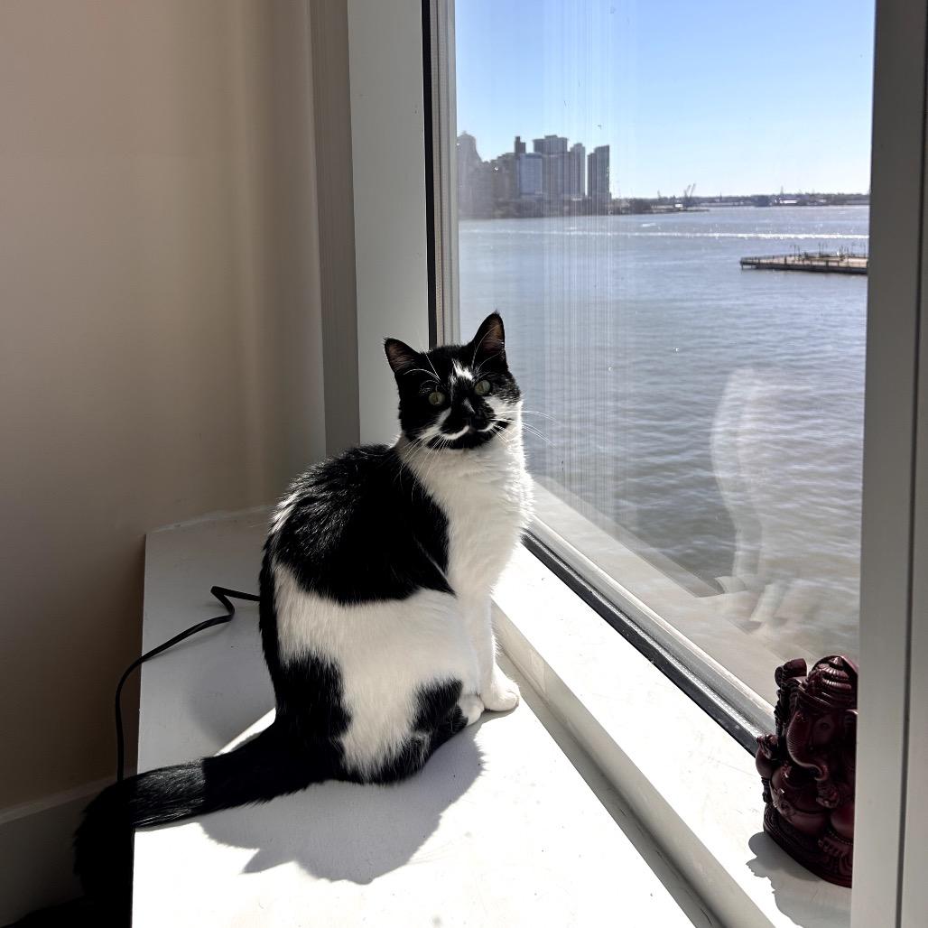 Enlarge Cowbelle, a Adoptable Domestic Short Hair in Brooklyn, NY image 4/6