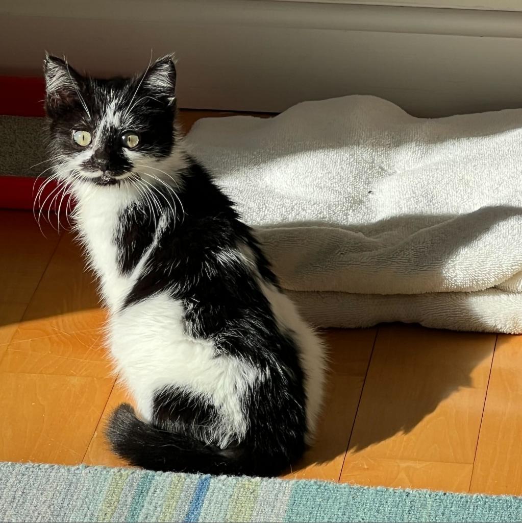 Enlarge Cowbelle, a Adoptable Domestic Short Hair in Brooklyn, NY image 5/6