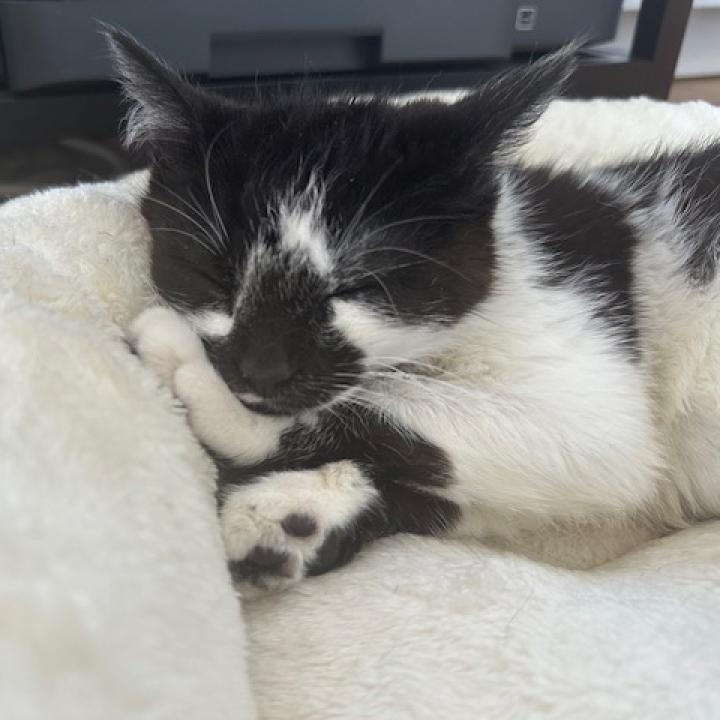 Enlarge Cowbelle, a Adoptable Domestic Short Hair in Brooklyn, NY image 6/6