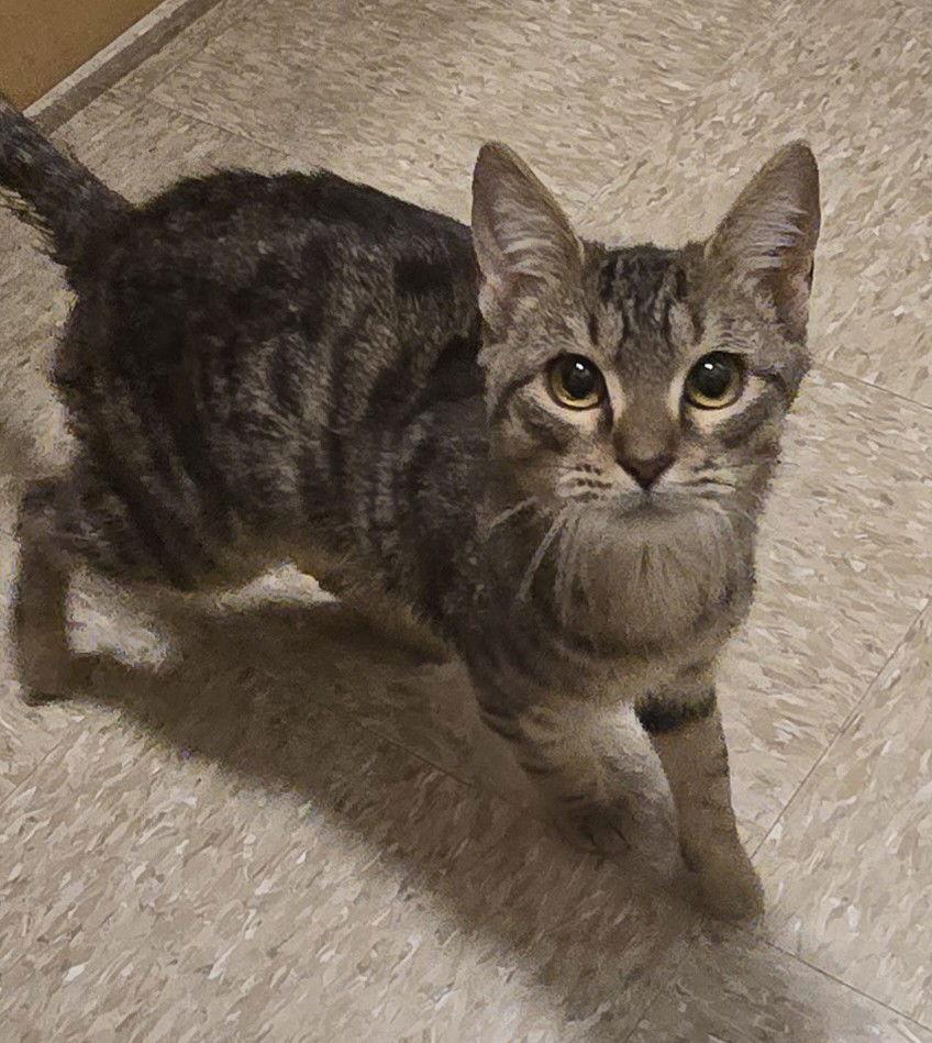 Bobby, Adopted, Adult Male Domestic Short Hair.