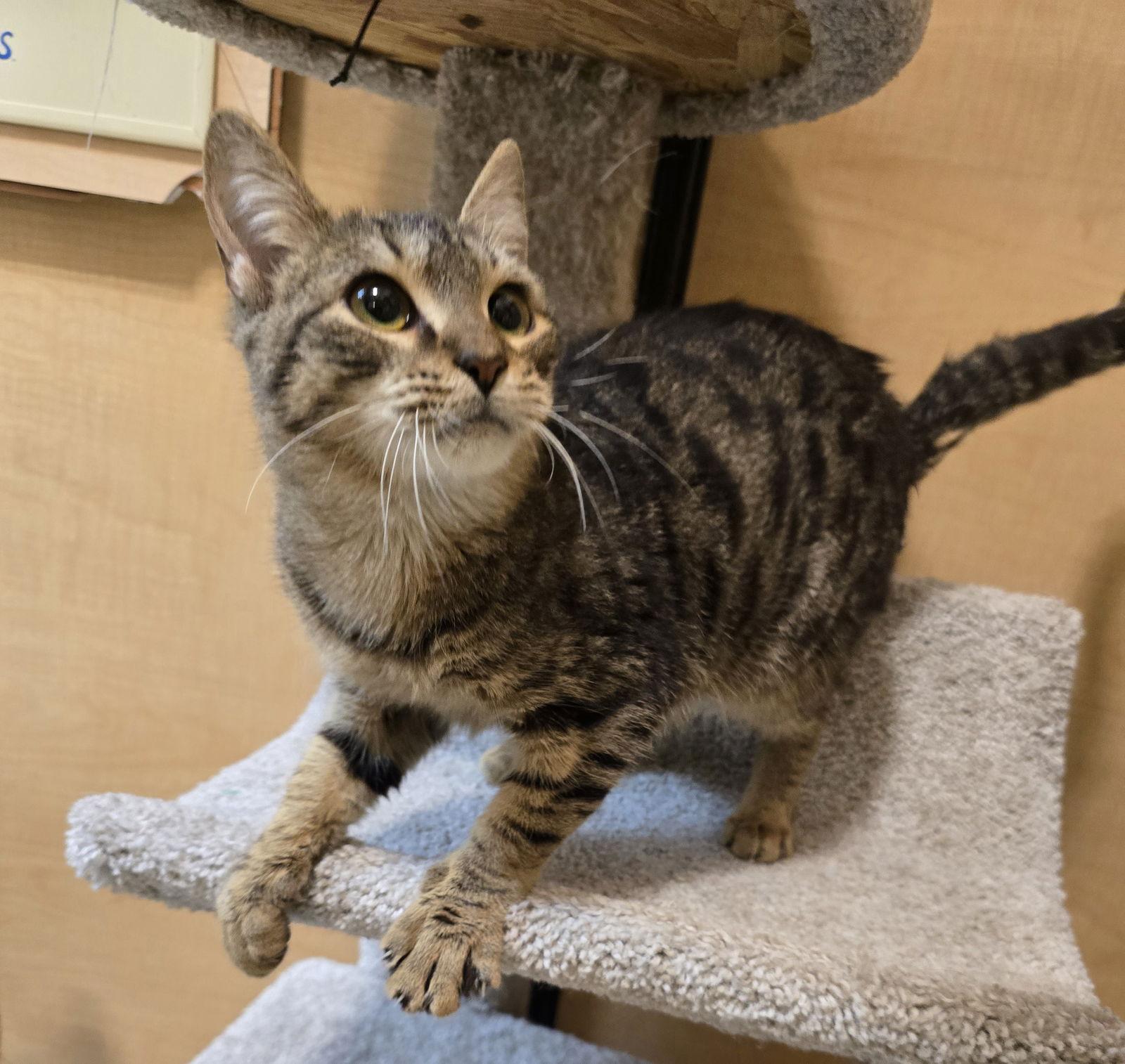 Enlarge Bobby, a Adopted Domestic Short Hair in Rowlett, TX image 2/3