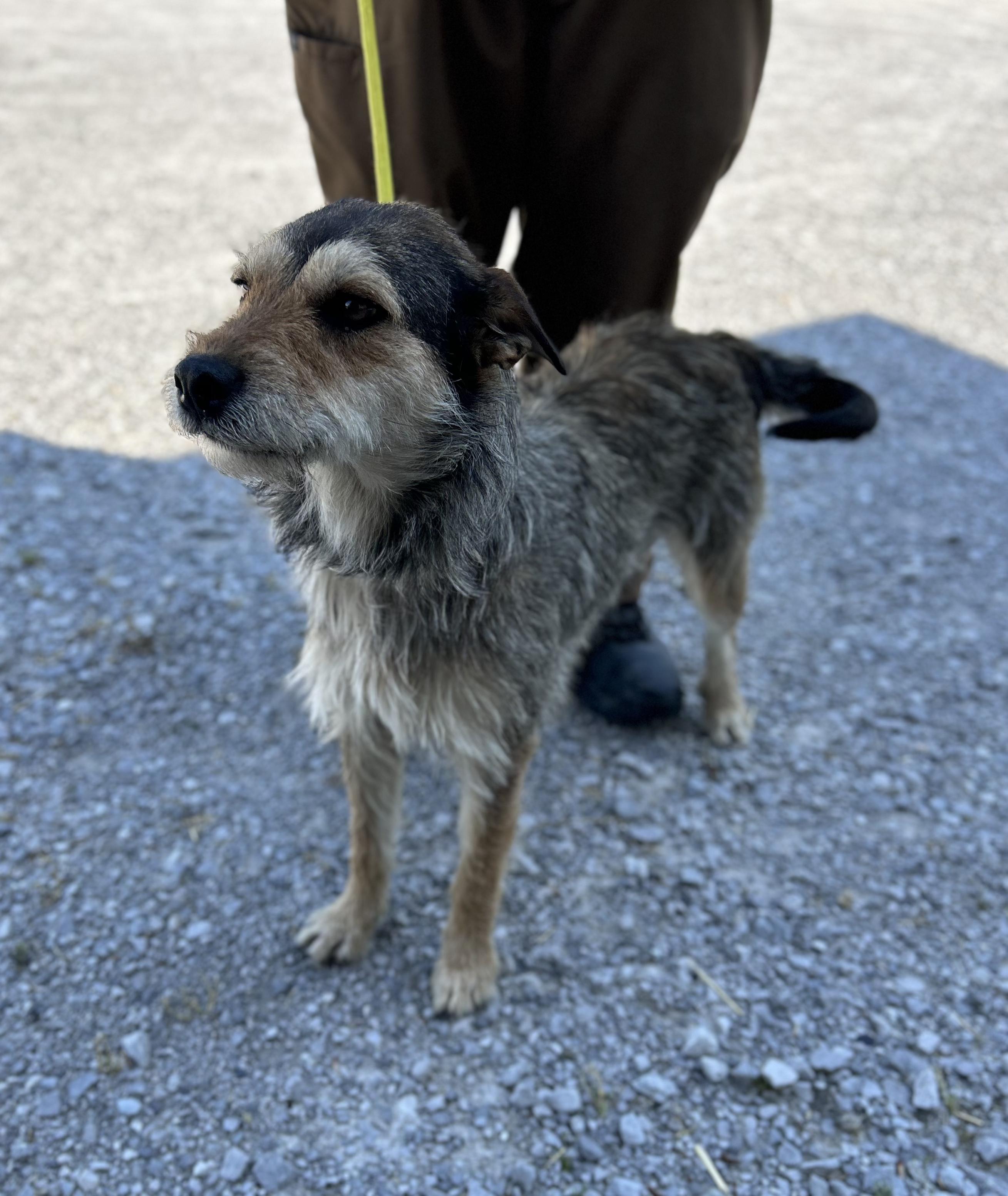Muffin, a ADOPTABLE Mixed Breed in Manchester, TN image 3/3