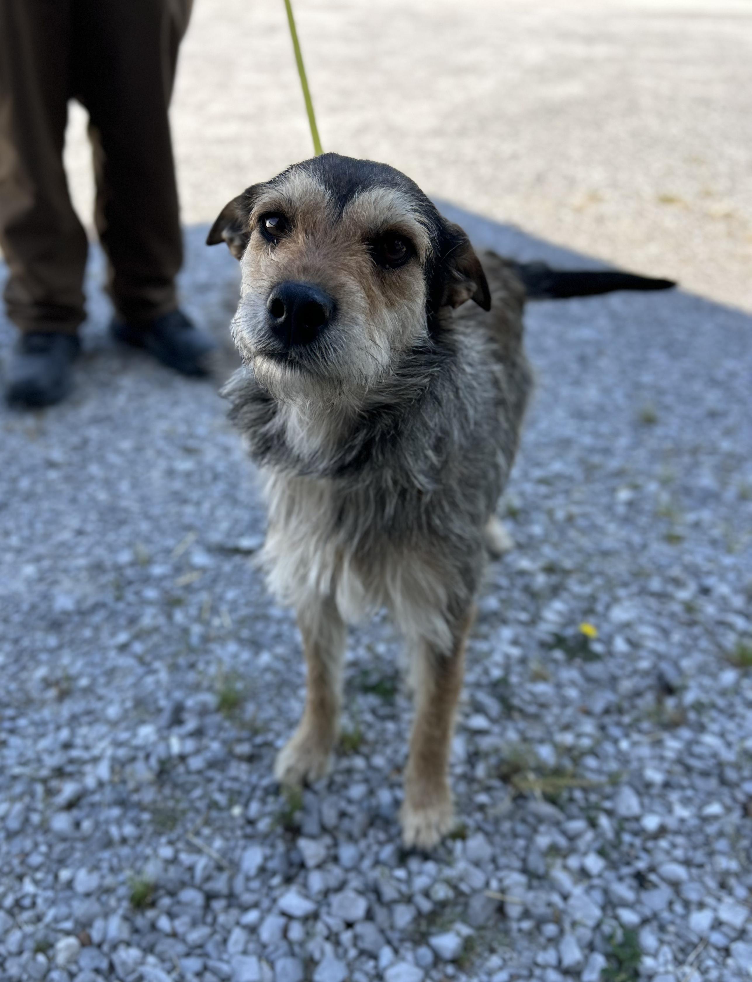 Muffin, ADOPTABLE, Adult Female Mixed Breed.