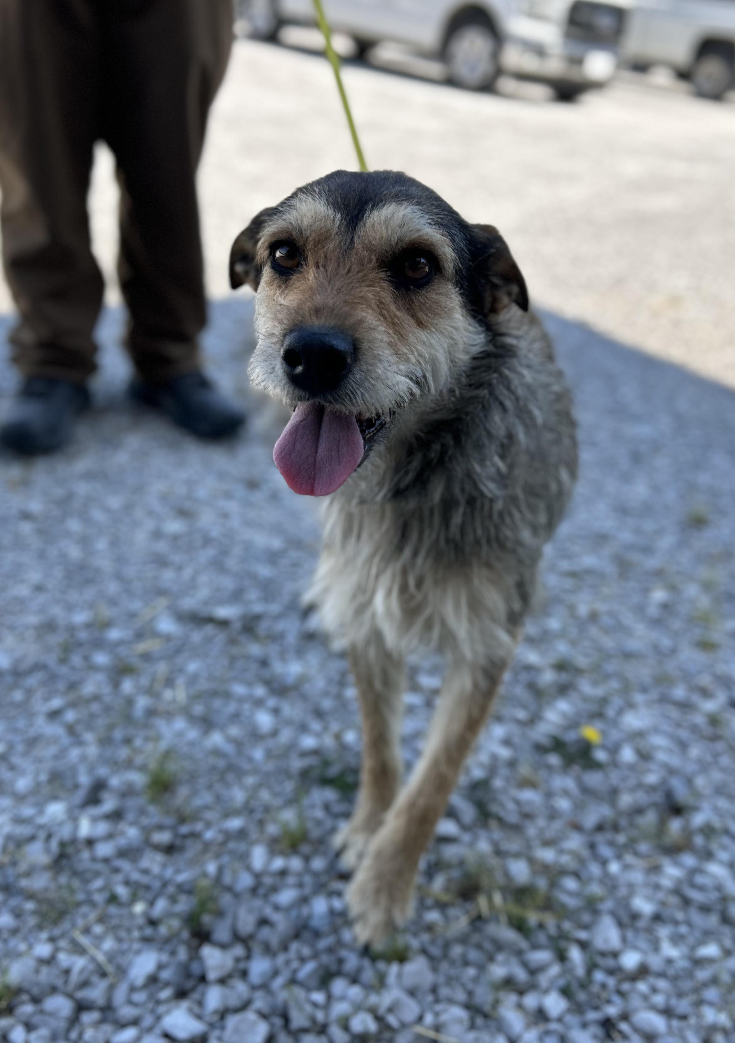 Muffin, a ADOPTABLE Mixed Breed in Manchester, TN image 2/3