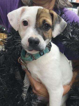 Enlarge Rascal, a Adoptable mixed breed in Lowell, IN image 1/2