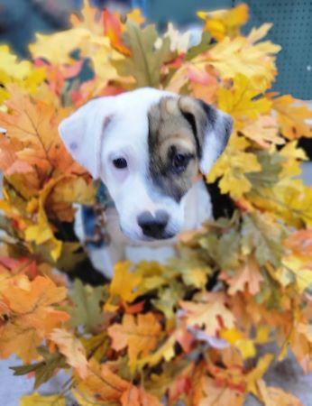 Enlarge Rascal, a Adoptable mixed breed in Lowell, IN image 2/2