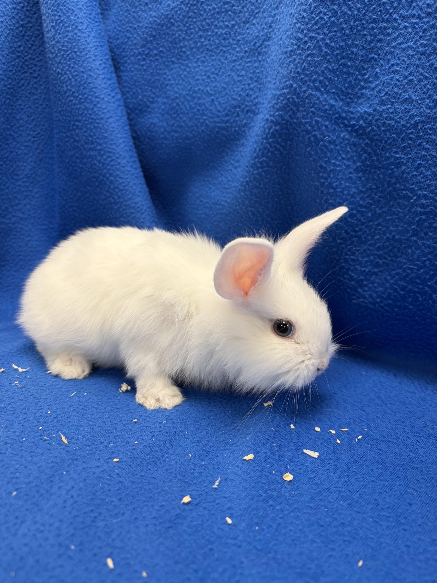 Enlarge Sprite, a Adoptable Bunny Rabbit in Mississauga, ON image 3/3
