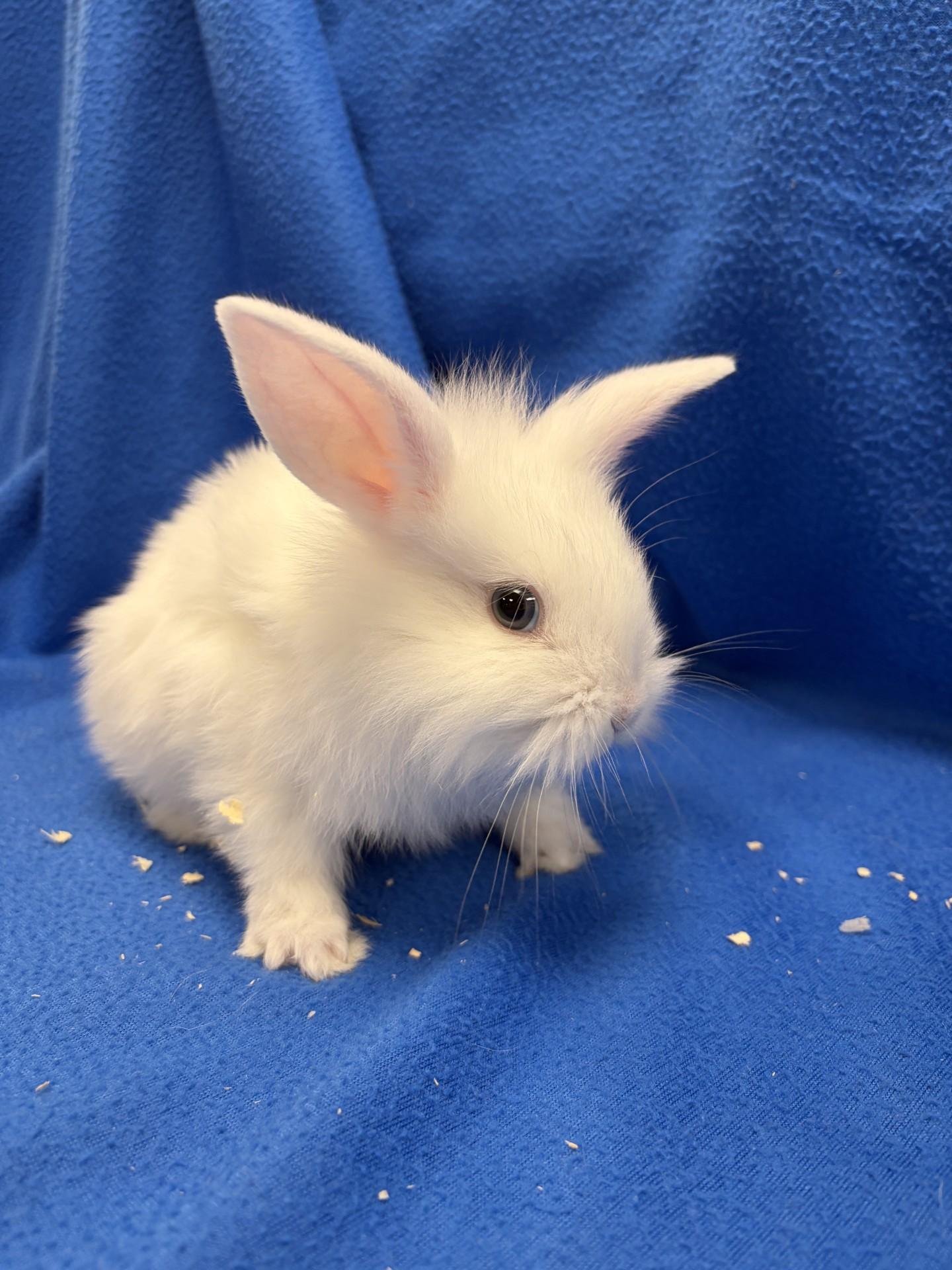 Enlarge Sprite, a Adoptable Bunny Rabbit in Mississauga, ON image 2/3