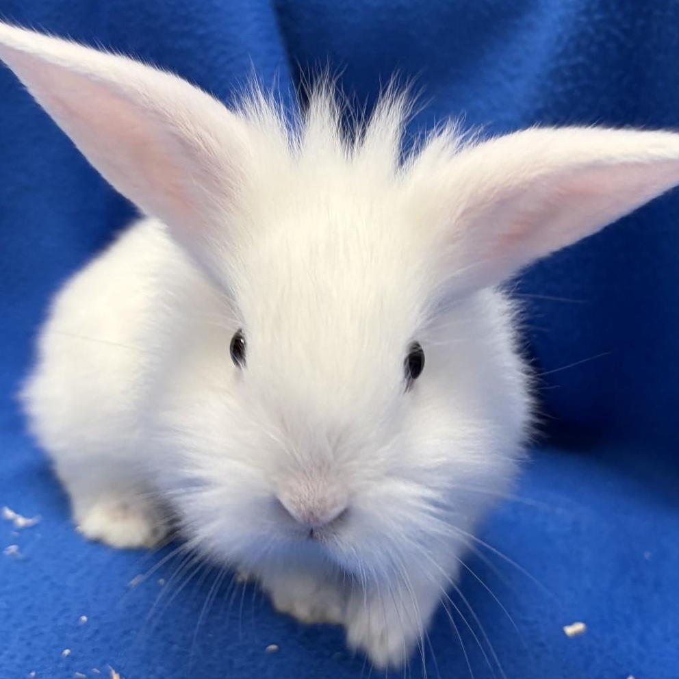 Sprite, Adoptable, Young Male Bunny Rabbit.