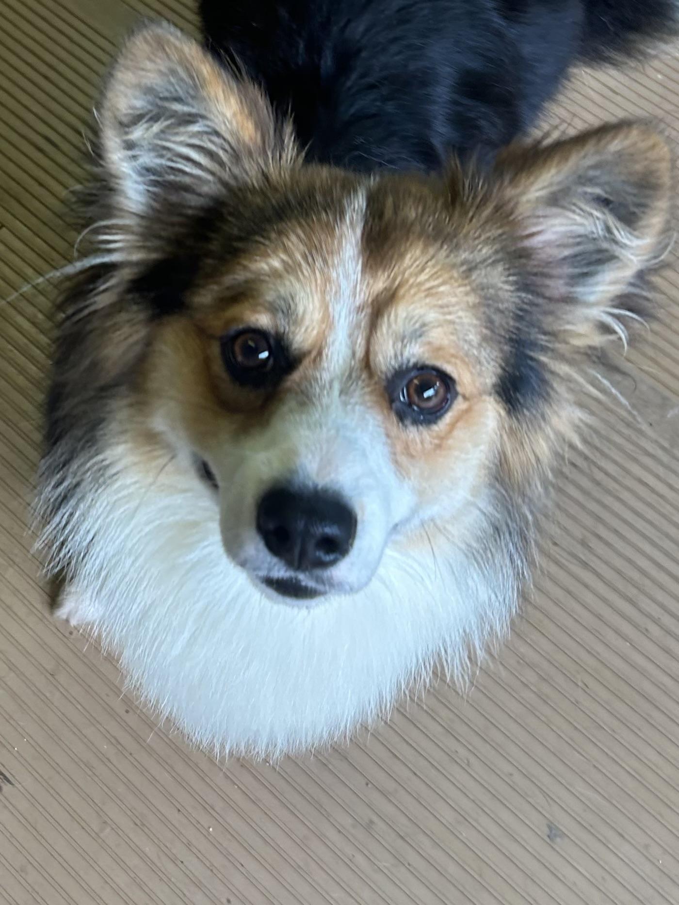 TY, an adopted Corgi in Rossford, OH image 3/6