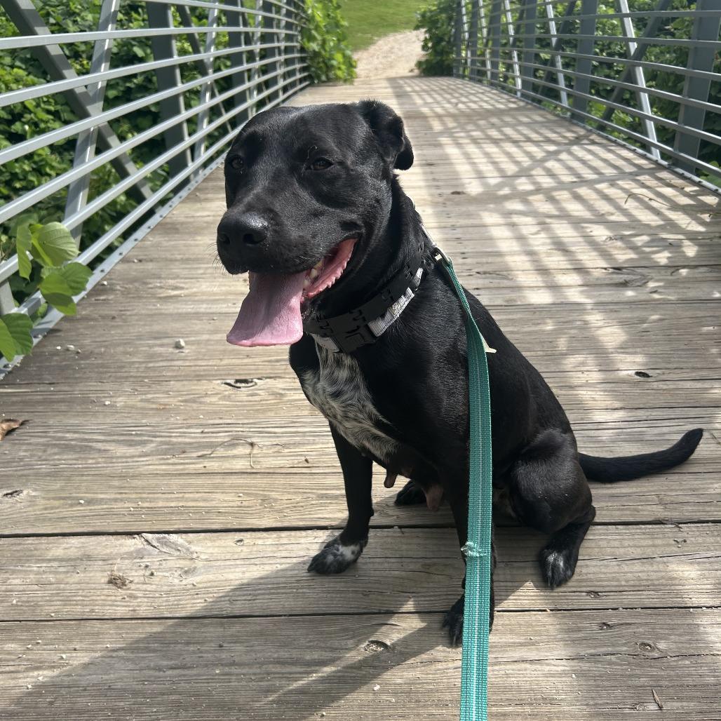 Chrysa, Adoptable, Adult Female Mixed Breed.