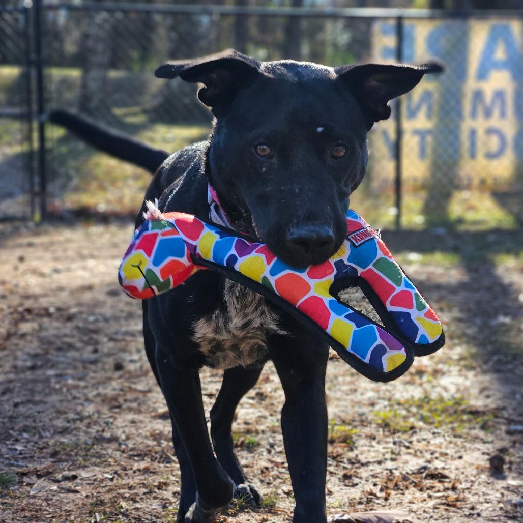 Chrysa, Adoptable, Adult Female Mixed Breed.