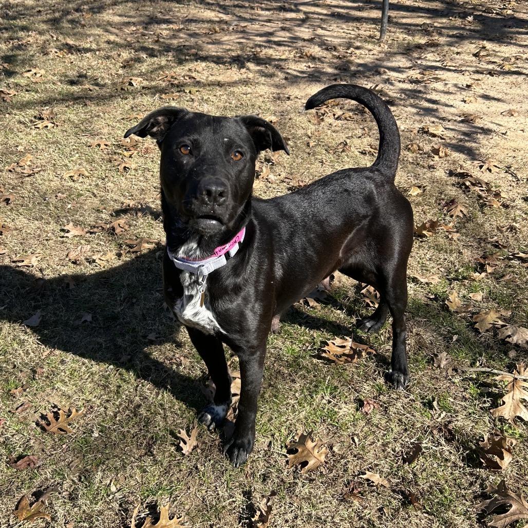 Enlarge Chrysa, a Adoptable Mixed Breed in Auburn, AL image 2/6