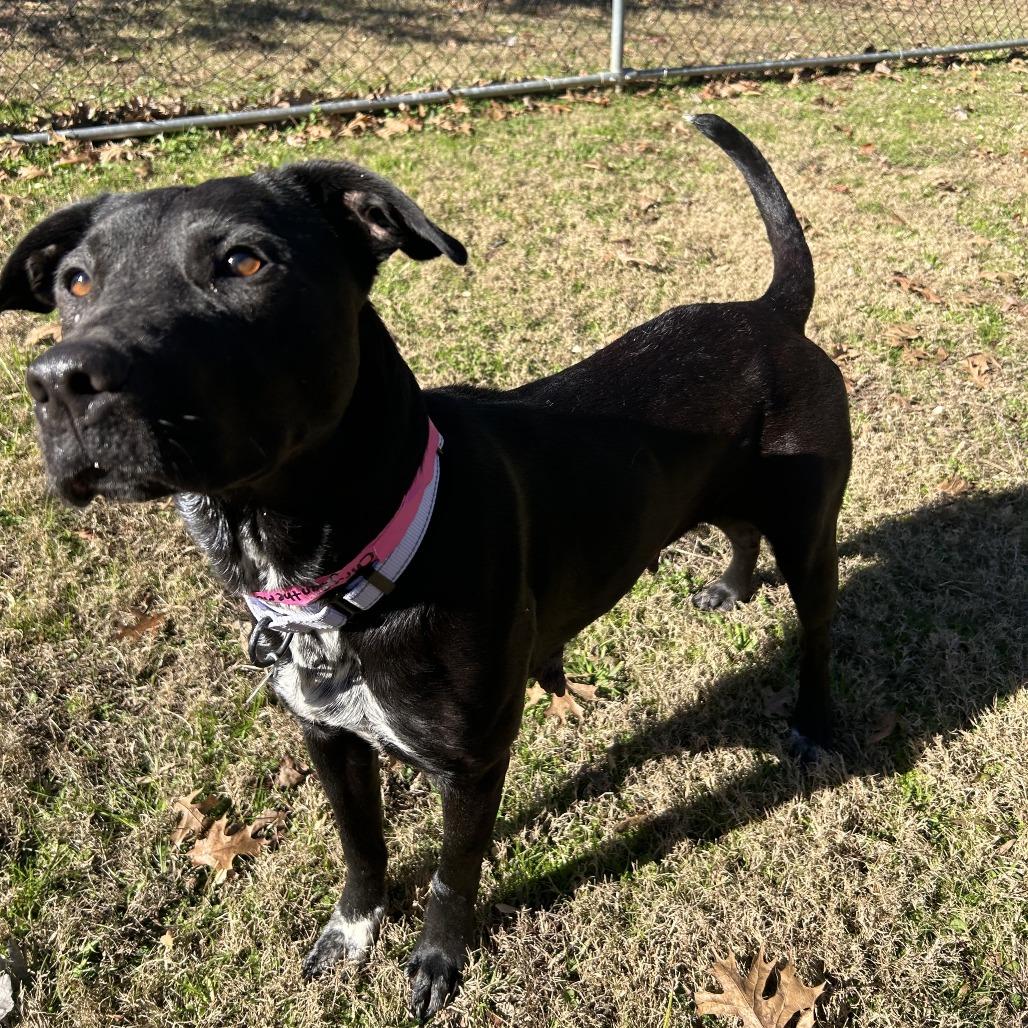 Enlarge Chrysa, a Adoptable Mixed Breed in Auburn, AL image 4/6