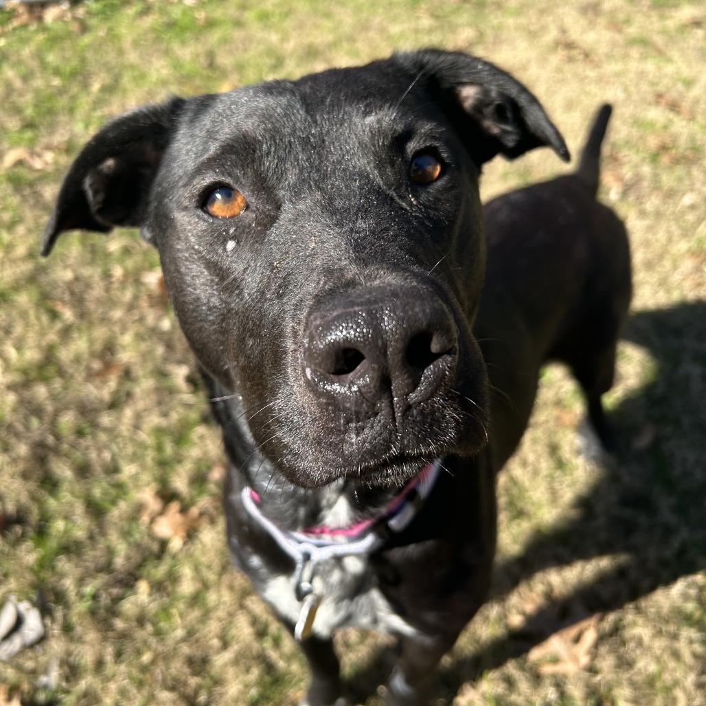 Enlarge Chrysa, a Adoptable Mixed Breed in Auburn, AL image 5/6