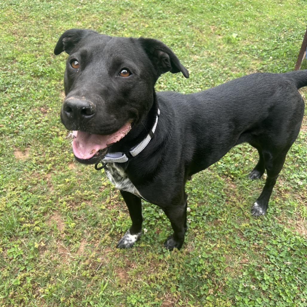 Enlarge Chrysa, a Adoptable Mixed Breed in Auburn, AL image 5/6