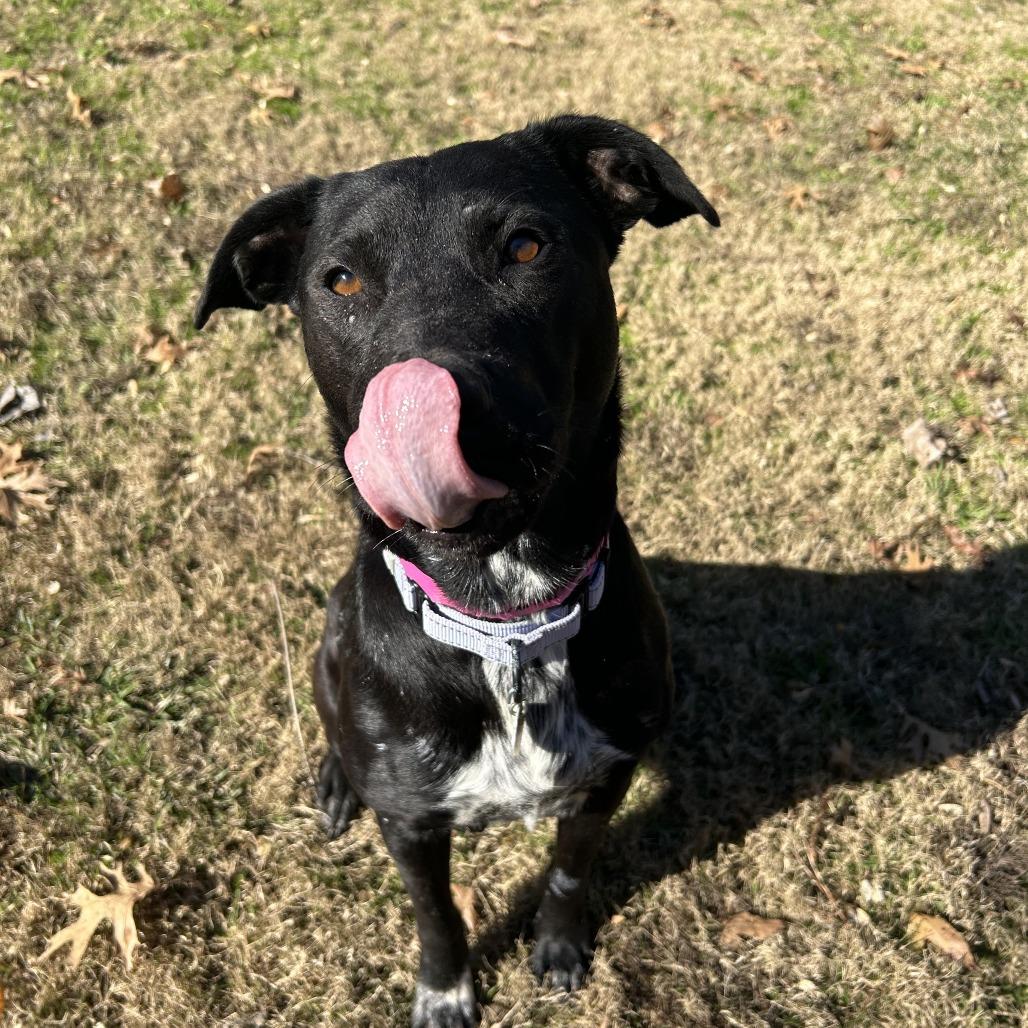 Enlarge Chrysa, a Adoptable Mixed Breed in Auburn, AL image 5/6