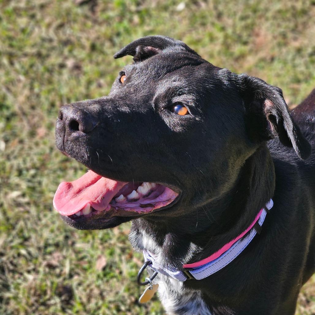 Enlarge Chrysa, a Adoptable Mixed Breed in Auburn, AL image 6/6